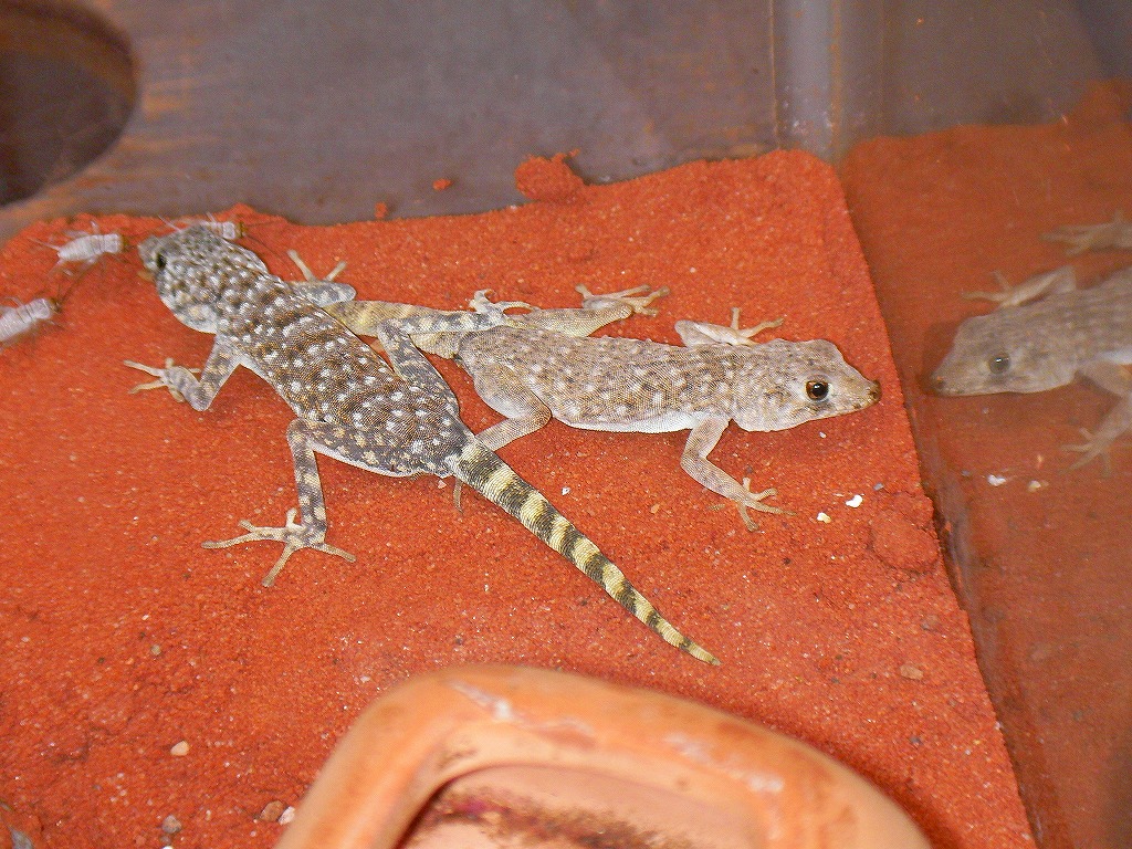 Reptiles from Namib!!_e0099576_16401981.jpg