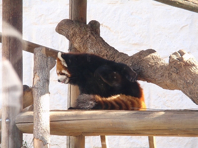 天王寺動物園_c0105785_11321180.jpg