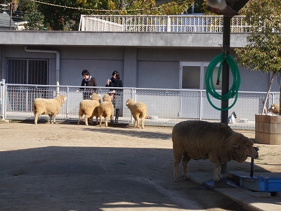 天王寺動物園_c0105785_11495917.jpg