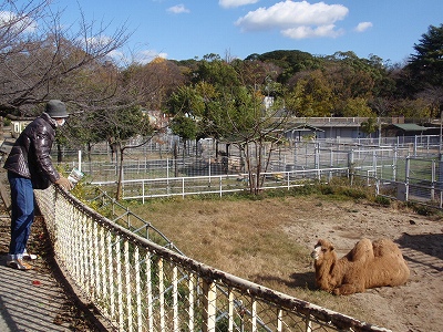 天王寺動物園_c0105785_1154974.jpg