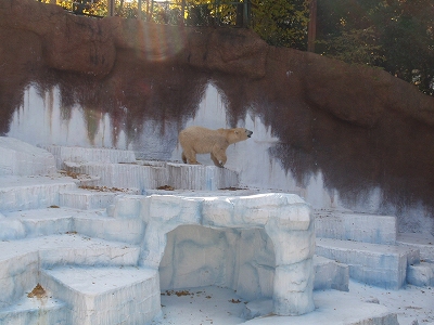 天王寺動物園_c0105785_13162017.jpg