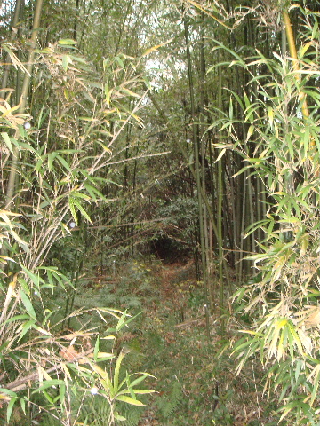 浜田の山でハケに遭遇　その１_e0060485_22454979.jpg