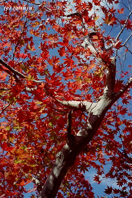 Dec. 11 (Thu) 紅葉 (終) _f0139991_2320067.jpg