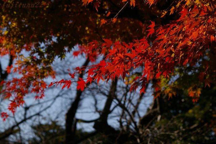 鎌倉　鶴岡八幡宮_b0151409_2326324.jpg