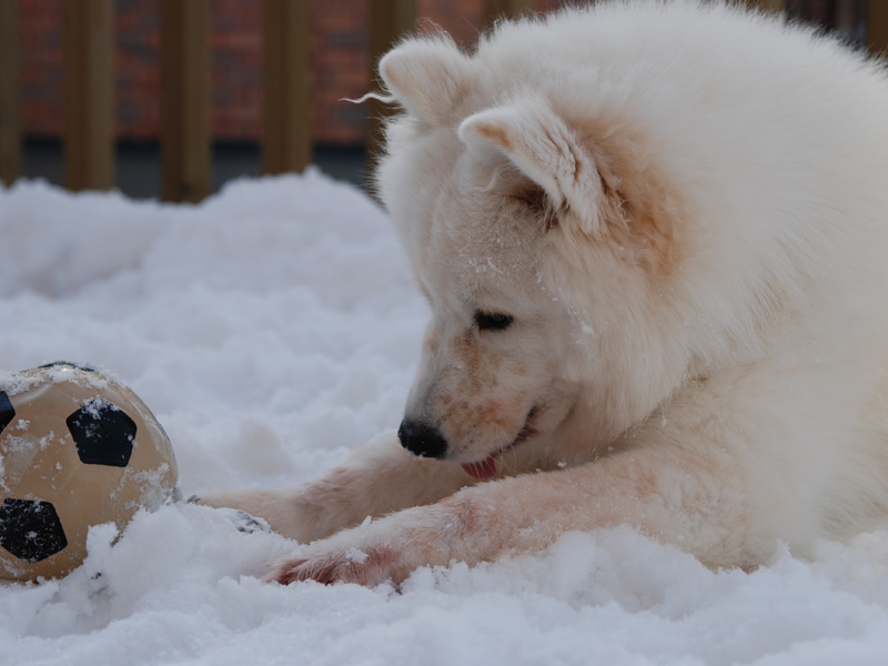 雪乞い_b0146024_133233.jpg