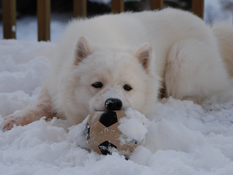 雪乞い_b0146024_1381424.jpg