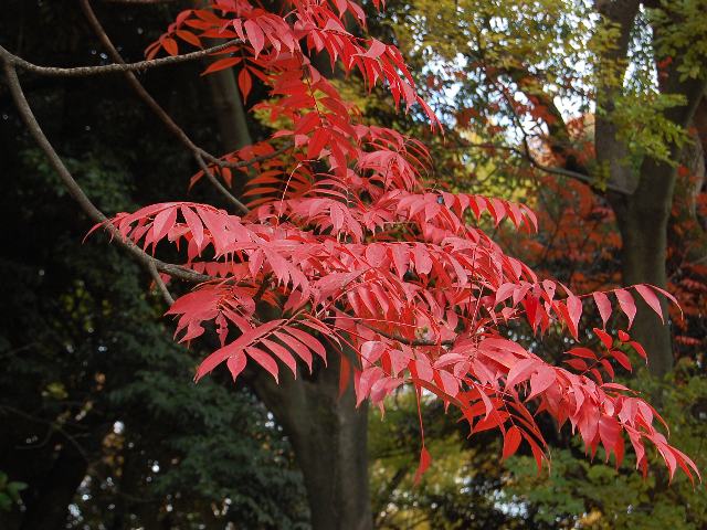 櫨の木 ハゼノキ 花の仲間調べ