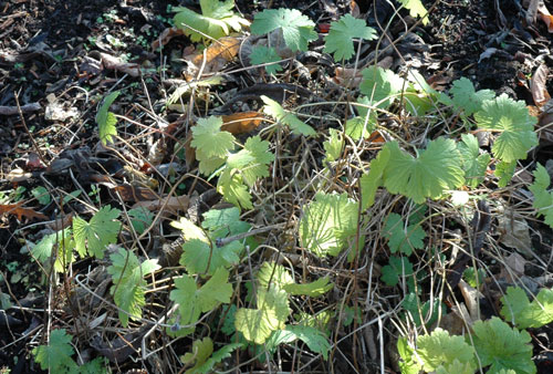 c0107129_2102337.jpg