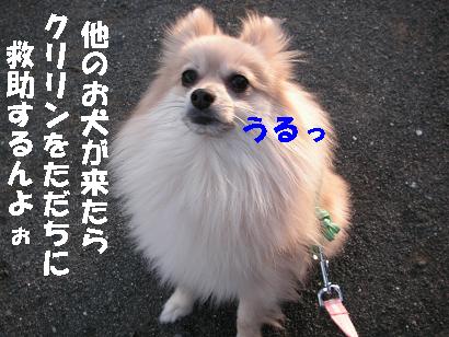 c0179136_2359110.jpg