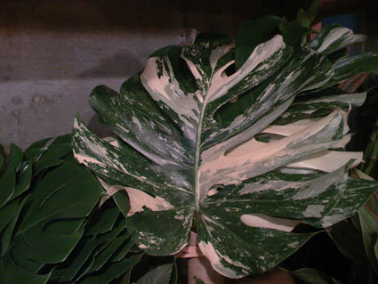 b0137240_15421037.jpg