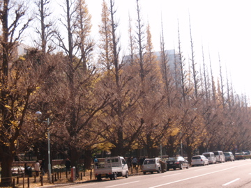 銀杏並木散歩_b0132442_1655570.jpg