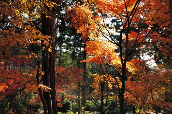 三室戸寺Ⅲ_b0087345_2337148.jpg