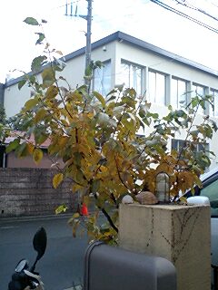 暖地桜桃と台木 チビ庭の果樹栽培
