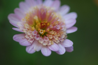 小菊 桃の里 と色の濃いもの2種類 月下 桜 の 世界 小菊 桃の里 と色の濃いもの2種類 月下 桜 の 世界