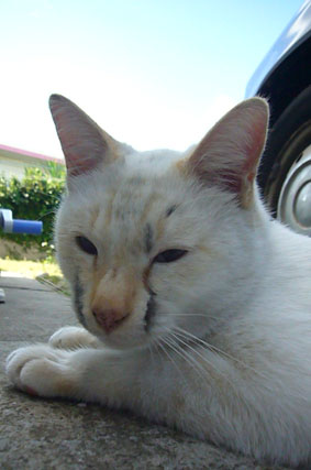 stray cat？_c0153966_22202561.jpg