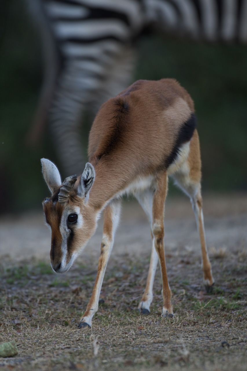 天王寺動物園624_e0060169_6345677.jpg