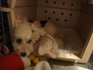 2008.12.12 エクレア イジケムシのなな_a0083571_1924115.jpg