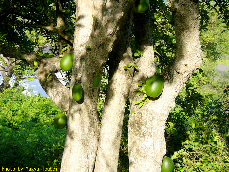 幹に実がなる木 とことん写真