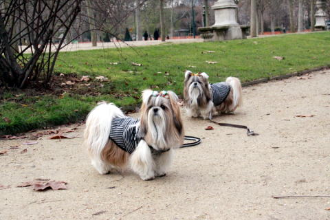 シャン・ド・マルス公園での出来事♪_c0090198_3444284.jpg