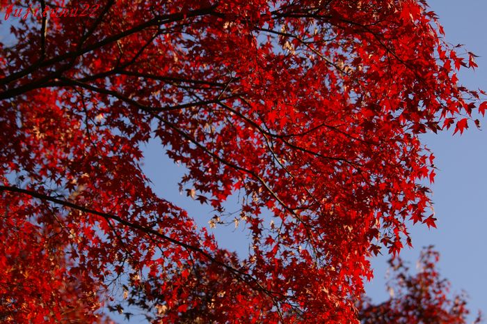 鎌倉　鶴岡八幡宮 紅葉２_b0151409_23181591.jpg