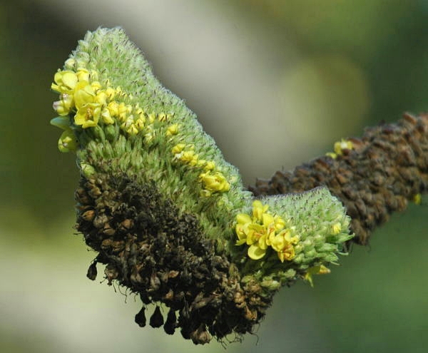 Great Mullein_d0139709_53024100.jpg