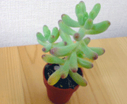 a0062324_22512651.gif