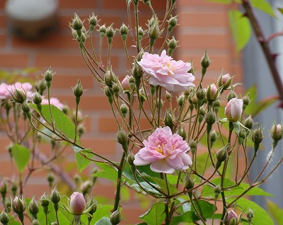 f0170524_11401241.jpg