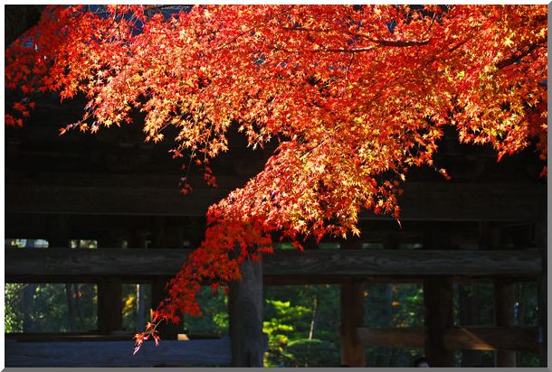 晩秋の円覚寺：北鎌倉（Ⅰ）_d0123528_13335759.jpg