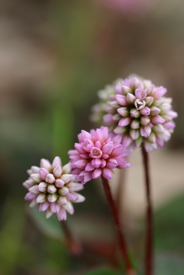 e0083238_21374149.jpg
