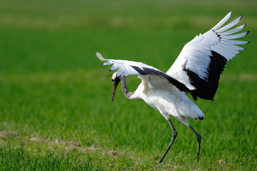 ２００８年６月の鳥たち_a0039245_0275165.jpg