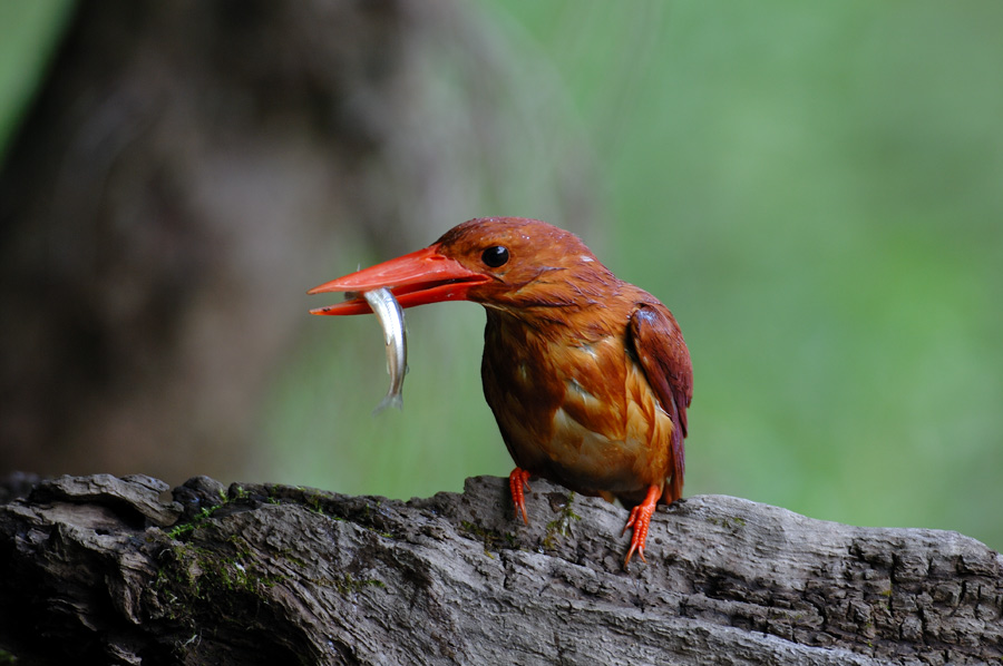 ２００８年６月の鳥たち_a0039245_0321296.jpg