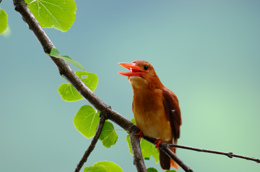 ２００８年６月の鳥たち_a0039245_034316.jpg