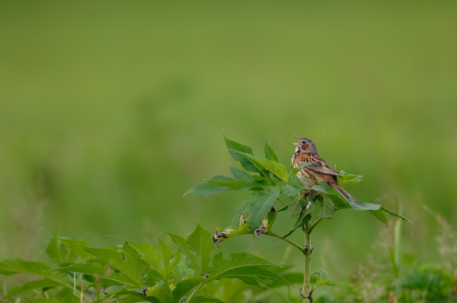 ２００８年６月の鳥たち_a0039245_039585.jpg