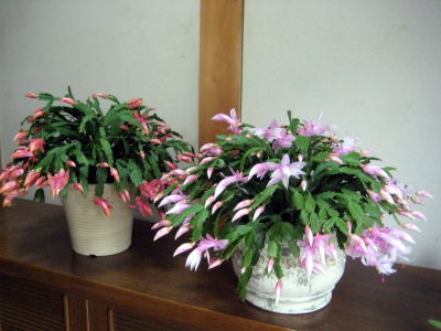 c0147952_1640555.jpg