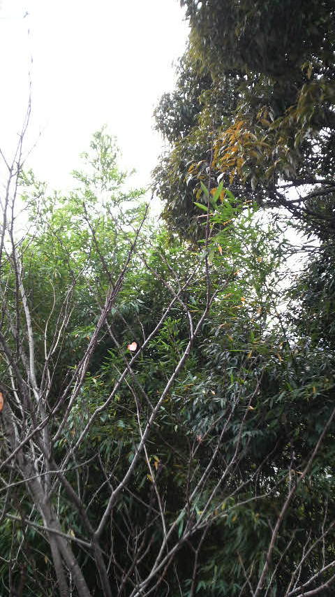 c0147261_21431085.jpg