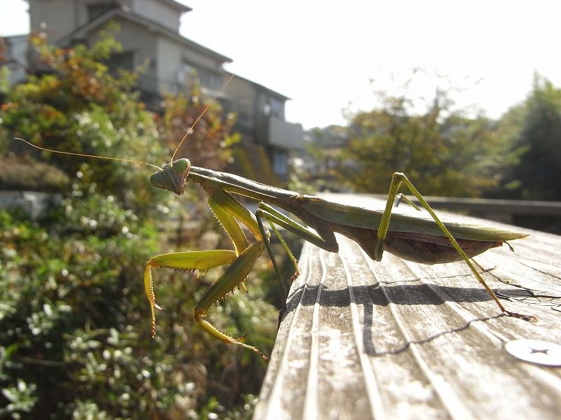 オオカマキリまだ健在_c0142963_11201091.jpg