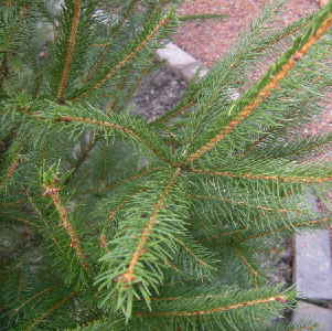 d0145675_8505339.jpg