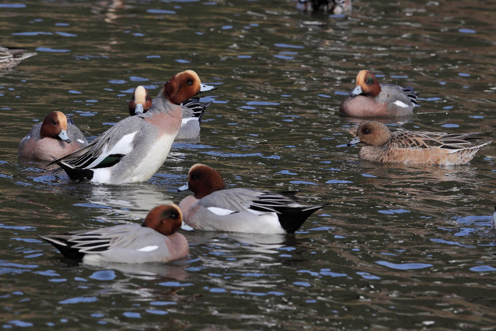 ヒドリガモ（緋鳥鴨）　陽気な酒飲み_a0083081_16354747.jpg