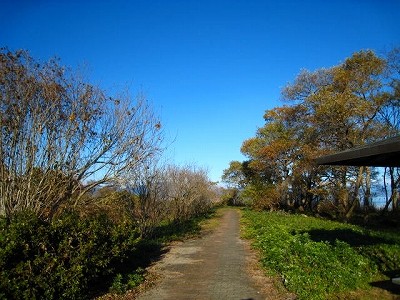 新旭水鳥観察センター付近＠高島市新旭町饗庭_d0121300_385331.jpg