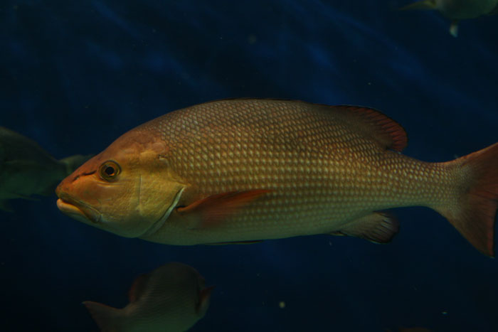 バラフエダイ : 水族館ふりーく
