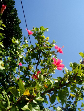 f0043911_1513270.jpg