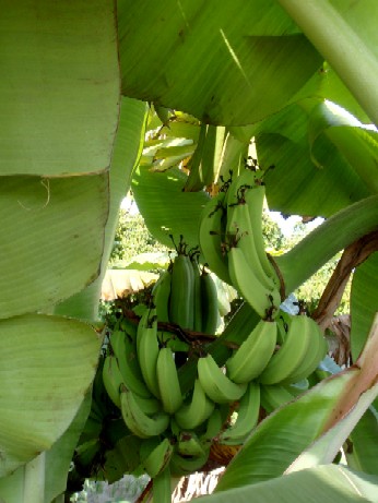 f0043911_1541315.jpg