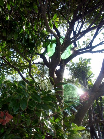 f0043911_1584252.jpg