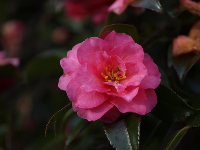 山茶花_c0116915_11321293.jpg