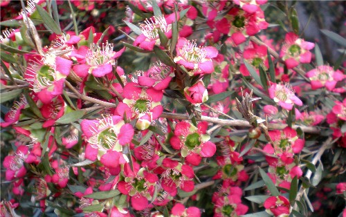 レプトスペルマム（Leptospermum morrisonii）_c0035816_1858333.jpg