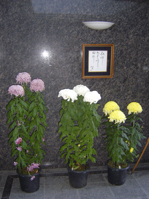 菊と短歌 大家さんの花日記 マンションの玄関をギャラリーに そして庭の花を紹介します