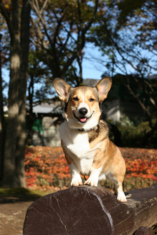 久良岐公園の紅葉_e0071225_1695488.jpg