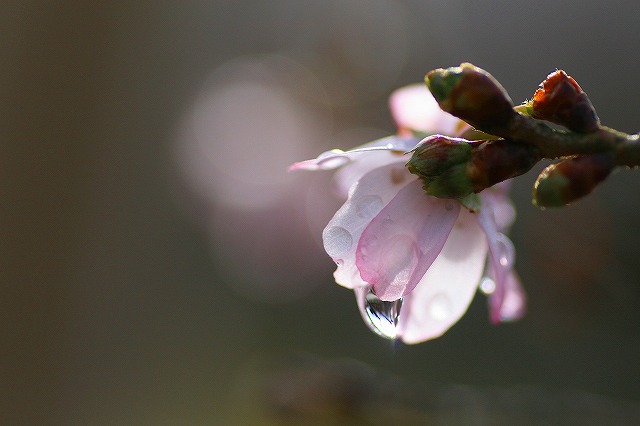 雨上がり　　その2_d0060435_20152784.jpg