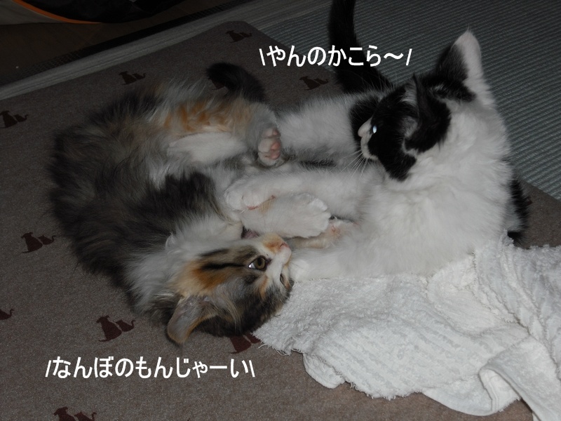 c0181639_12386.jpg
