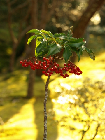 つれづれなるままに京都3　銀閣寺　5/6_f0163950_13314851.jpg